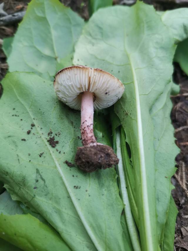 肉褐鳞环柄菇