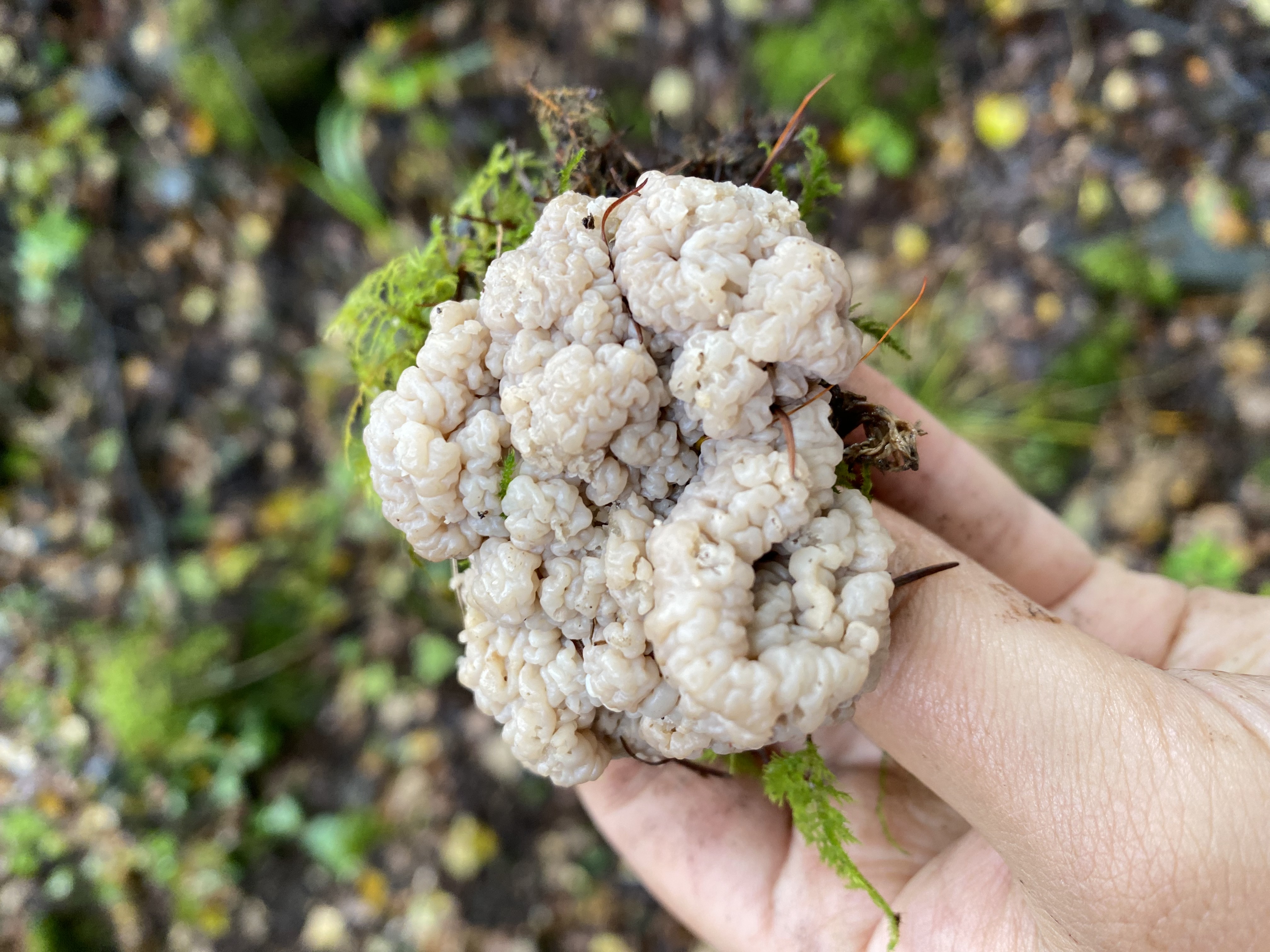 雷氏锁瑚菌近似种