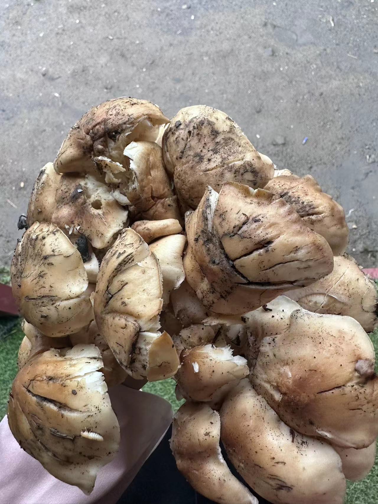 斑玉蕈
