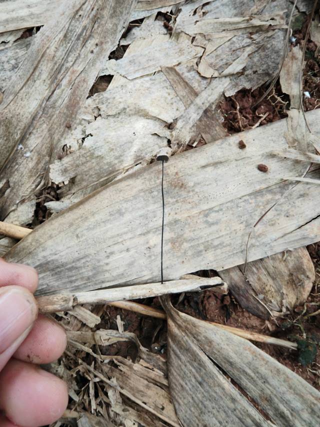 黑褐色小皮伞