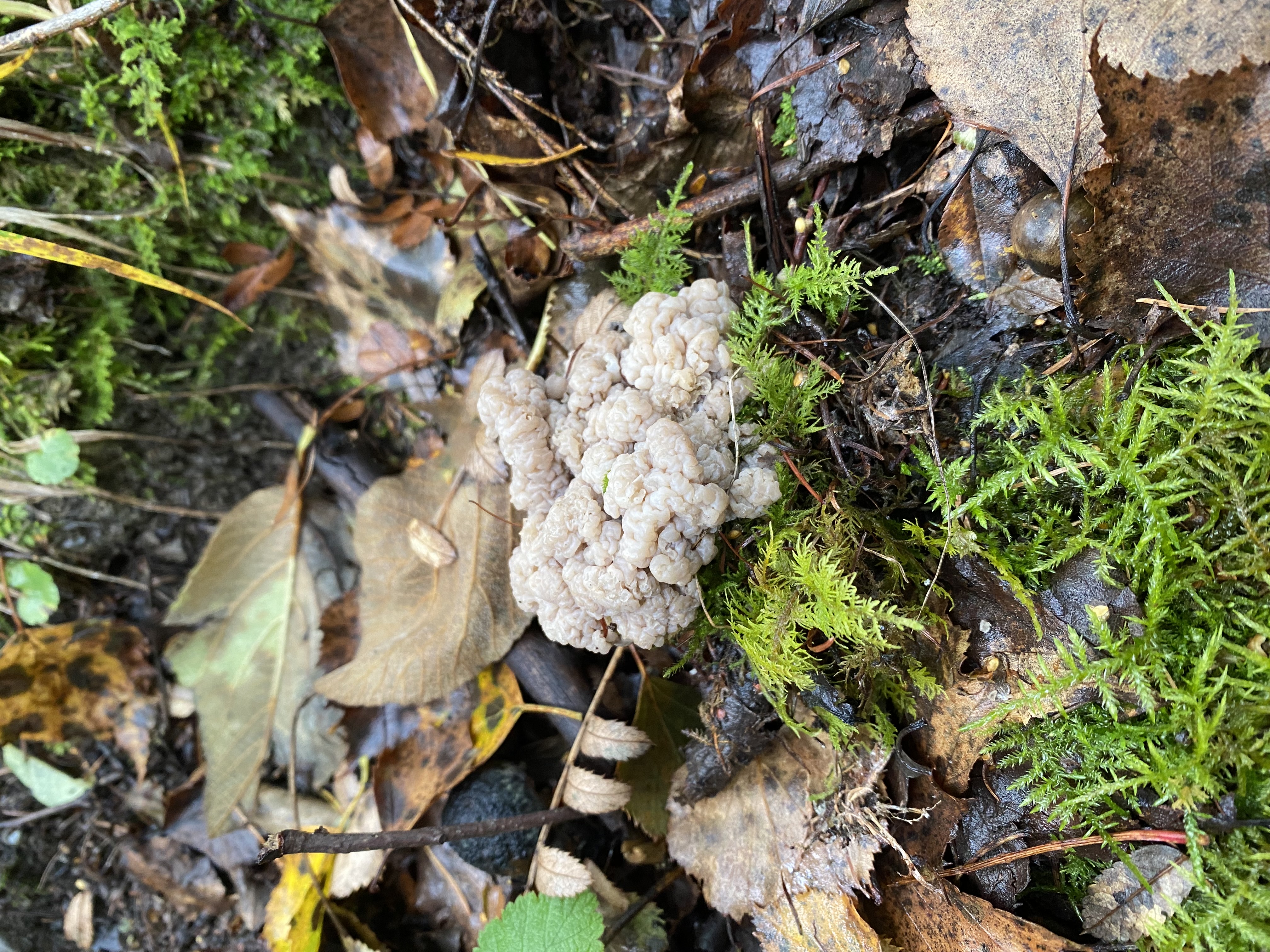 雷氏锁瑚菌近似种
