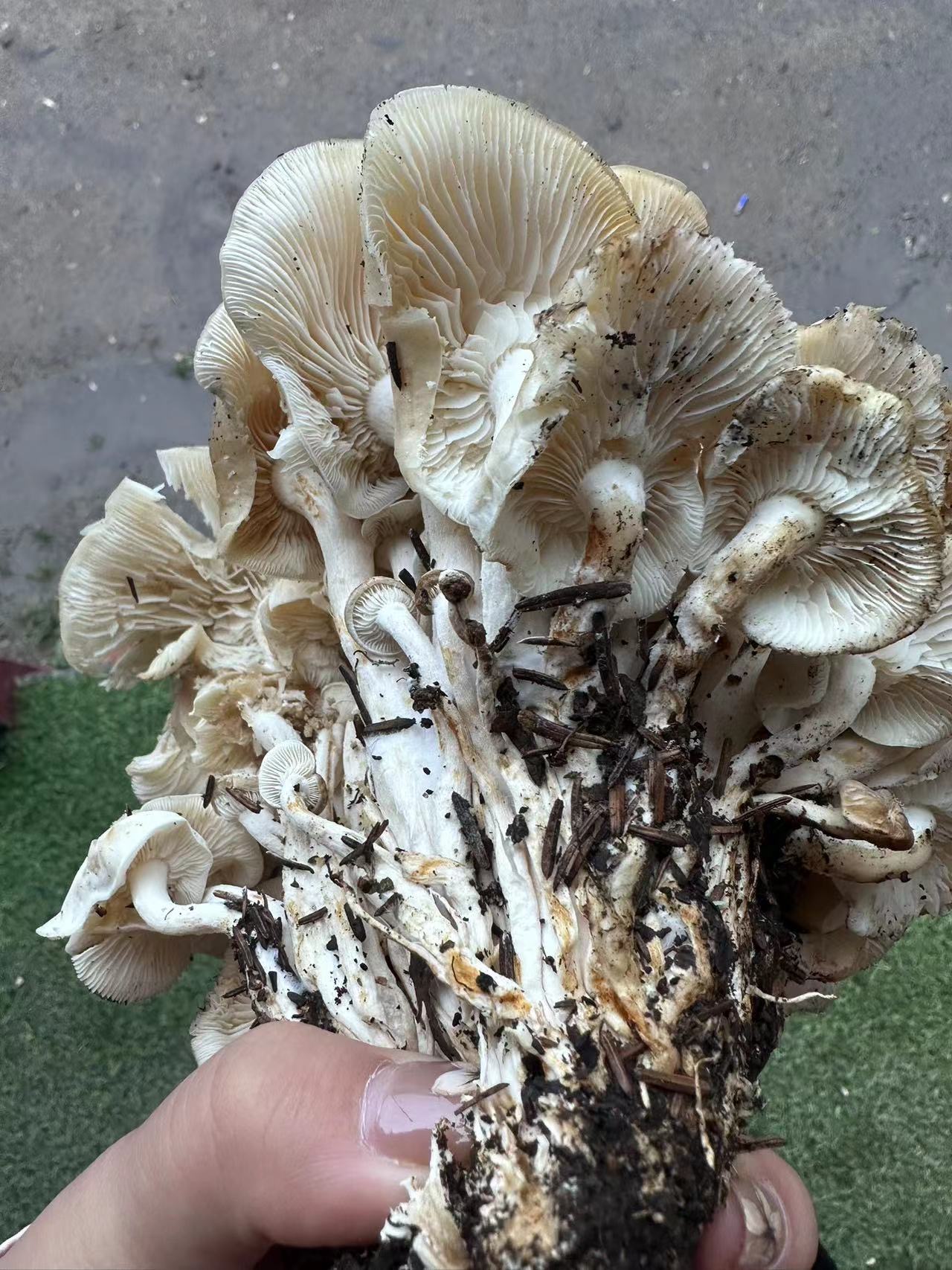 斑玉蕈