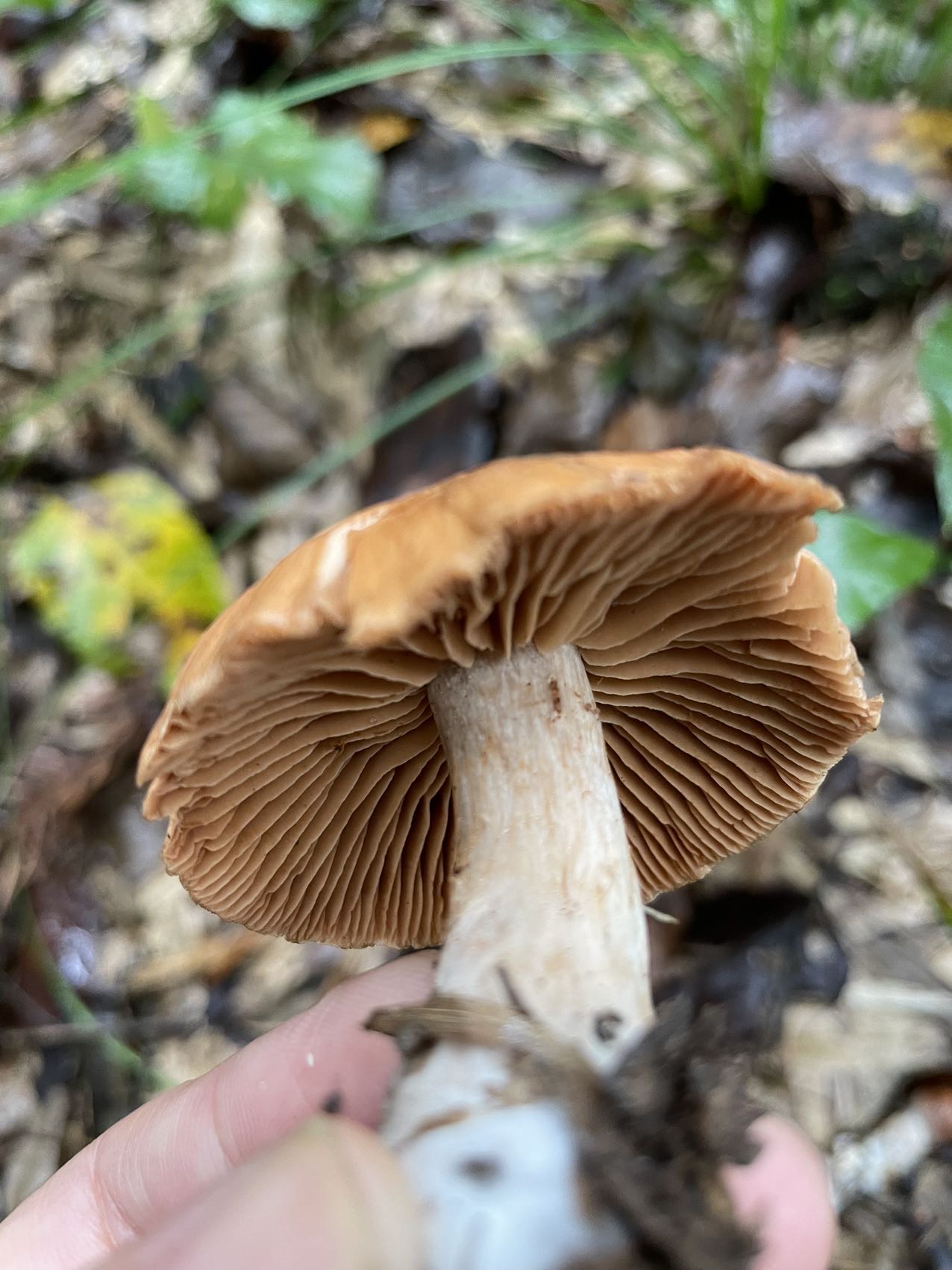 丝膜菌属