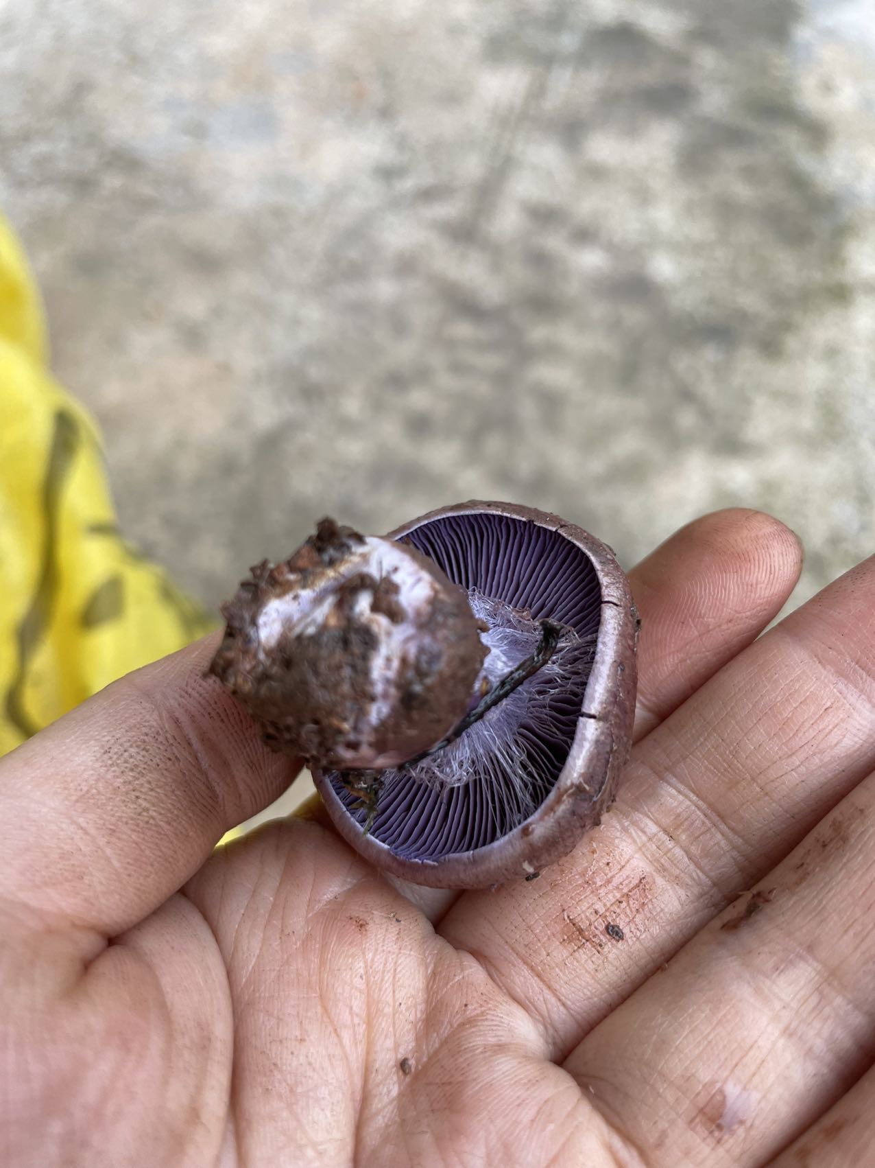 丝膜菌属