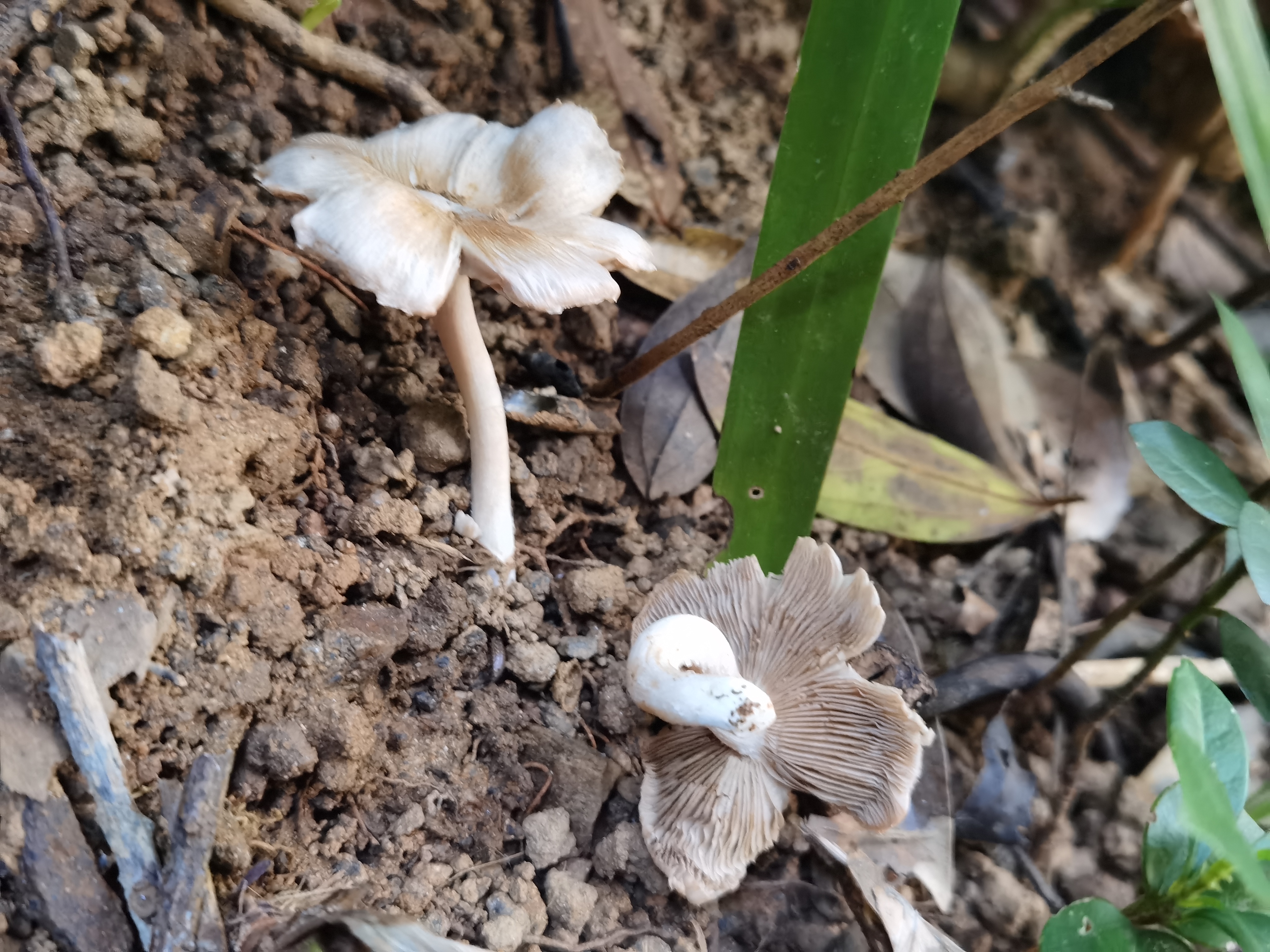 环幕歧盖伞（有毒）