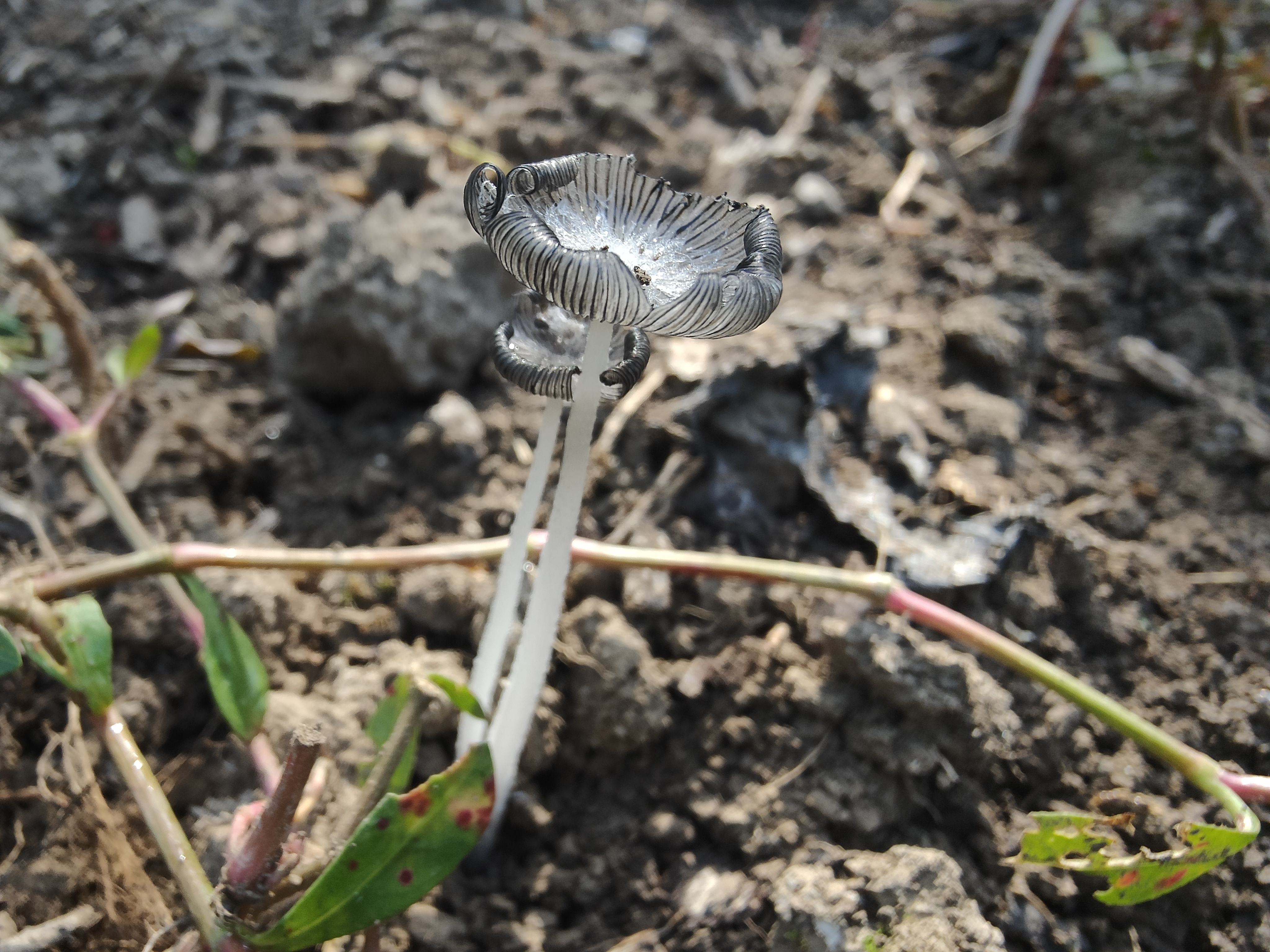 标本照片