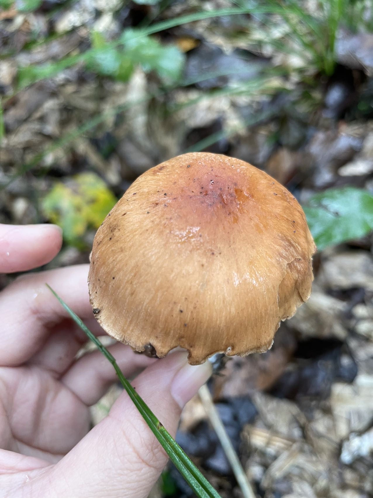 丝膜菌属