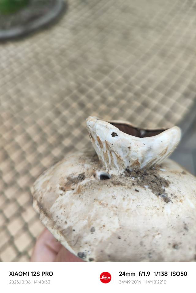 大肥蘑菇