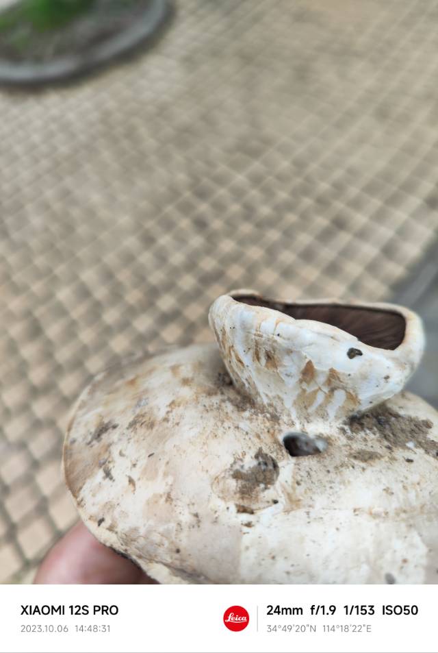 大肥蘑菇