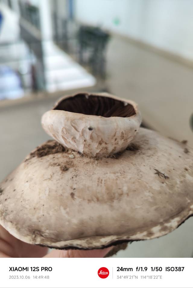 大肥蘑菇
