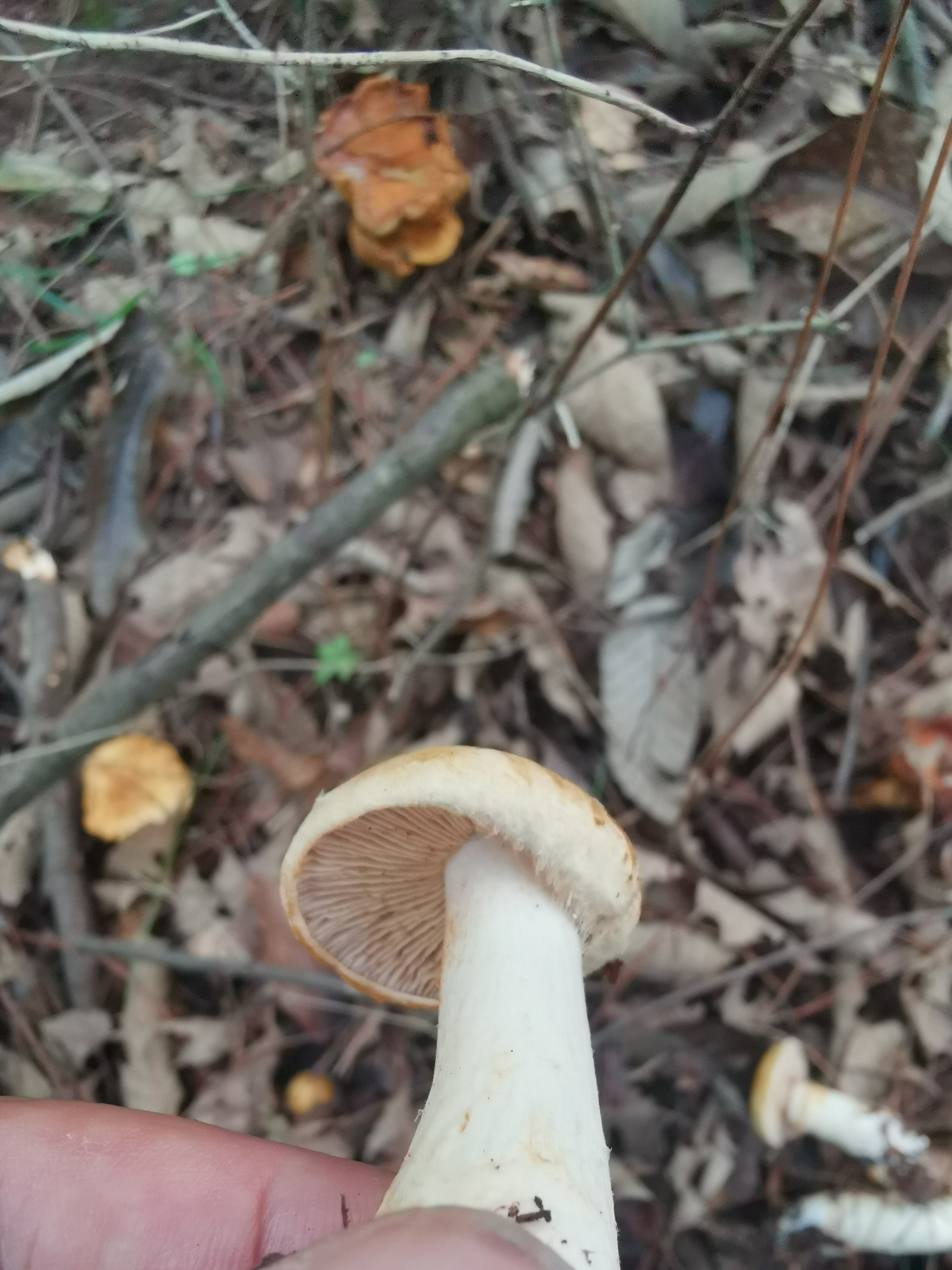 萨氏丝膜菌属