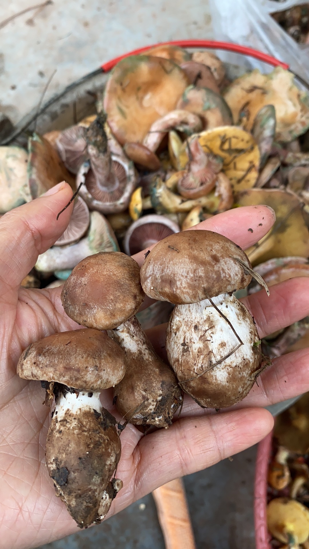 丝膜菌属