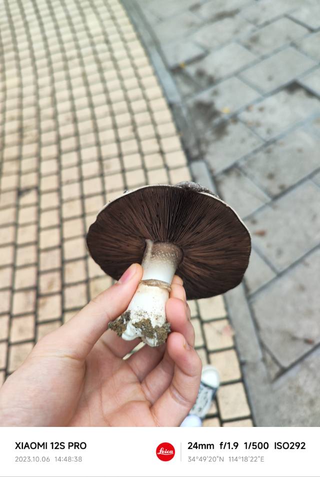 大肥蘑菇
