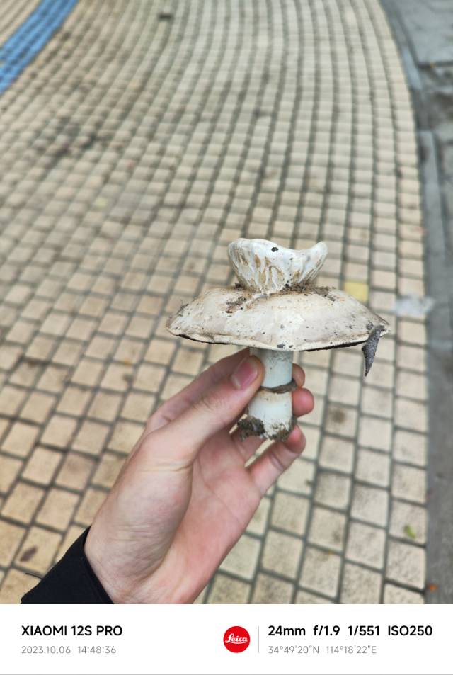 大肥蘑菇
