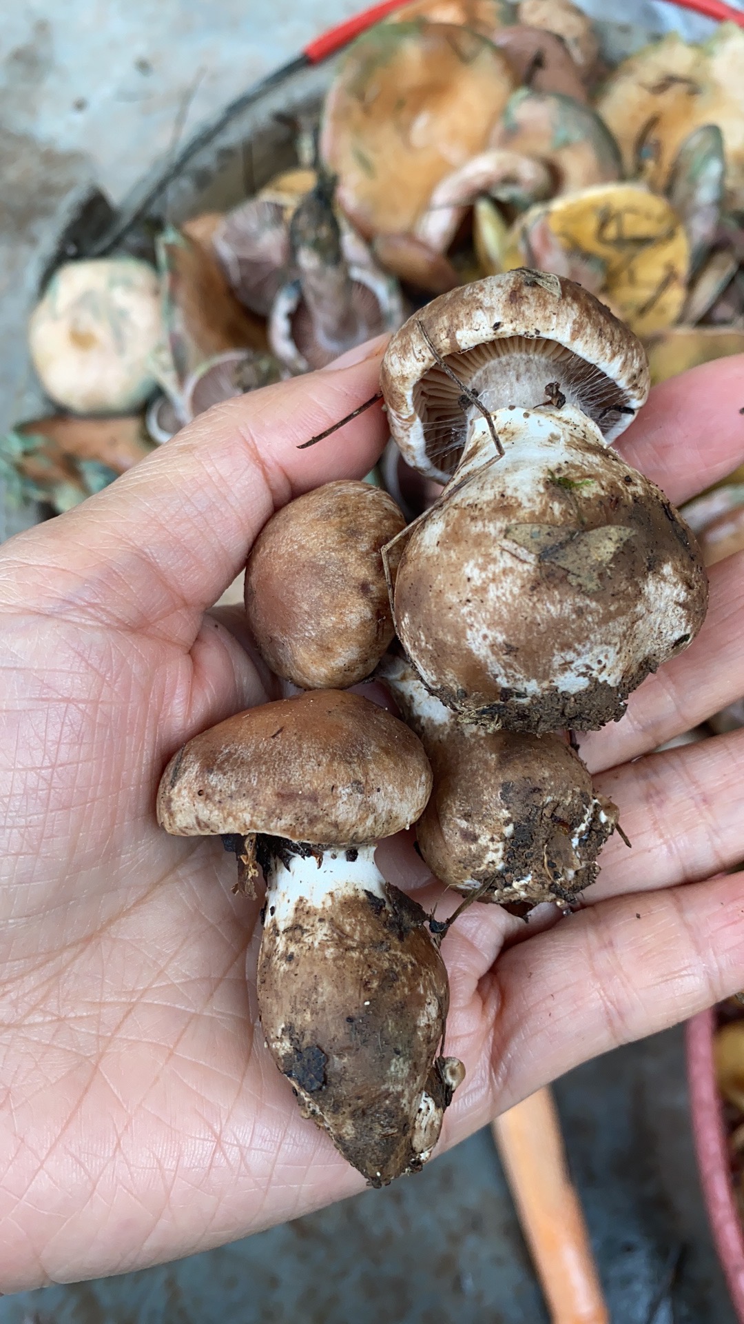 丝膜菌属