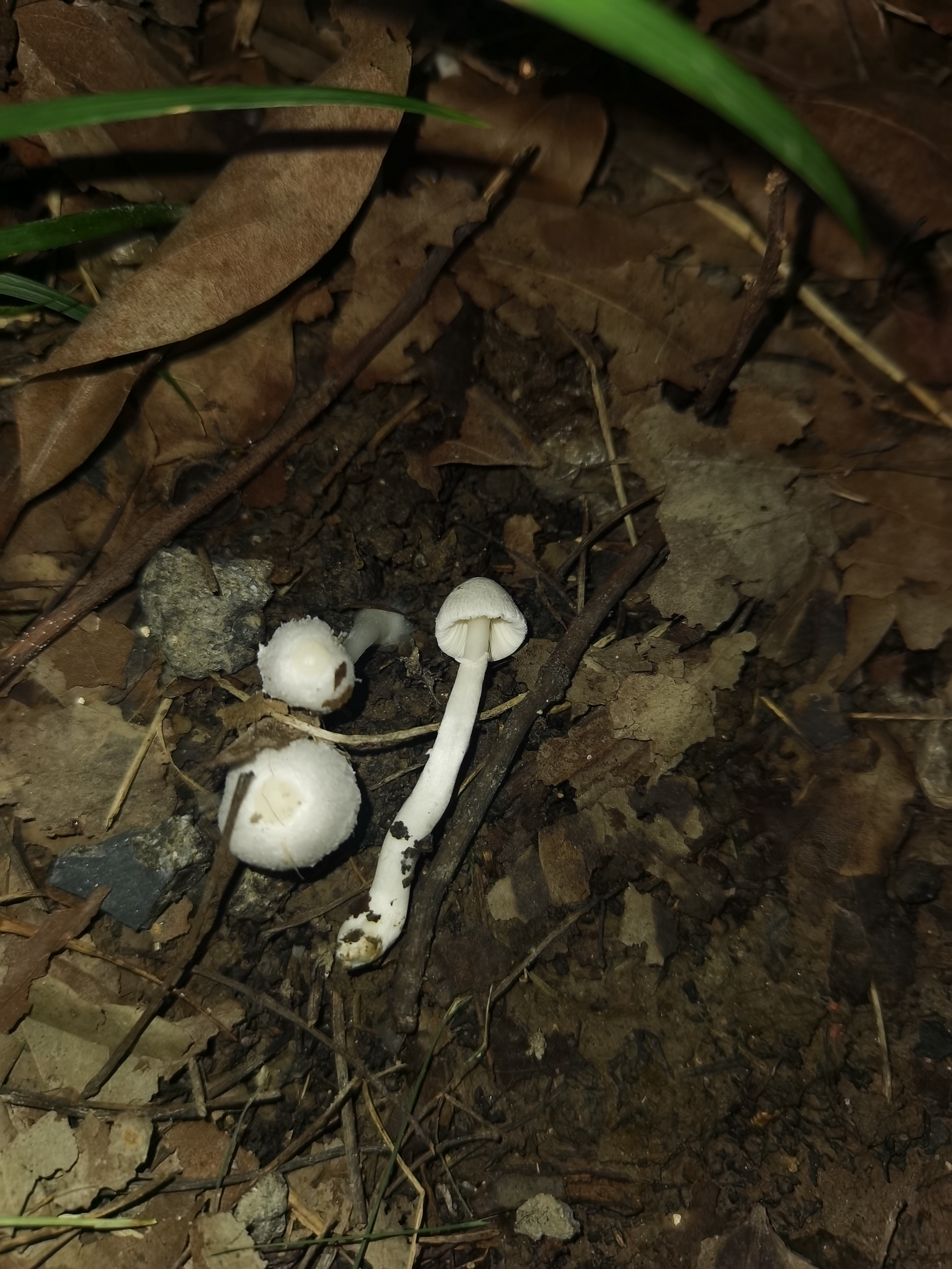白鳞白环蘑