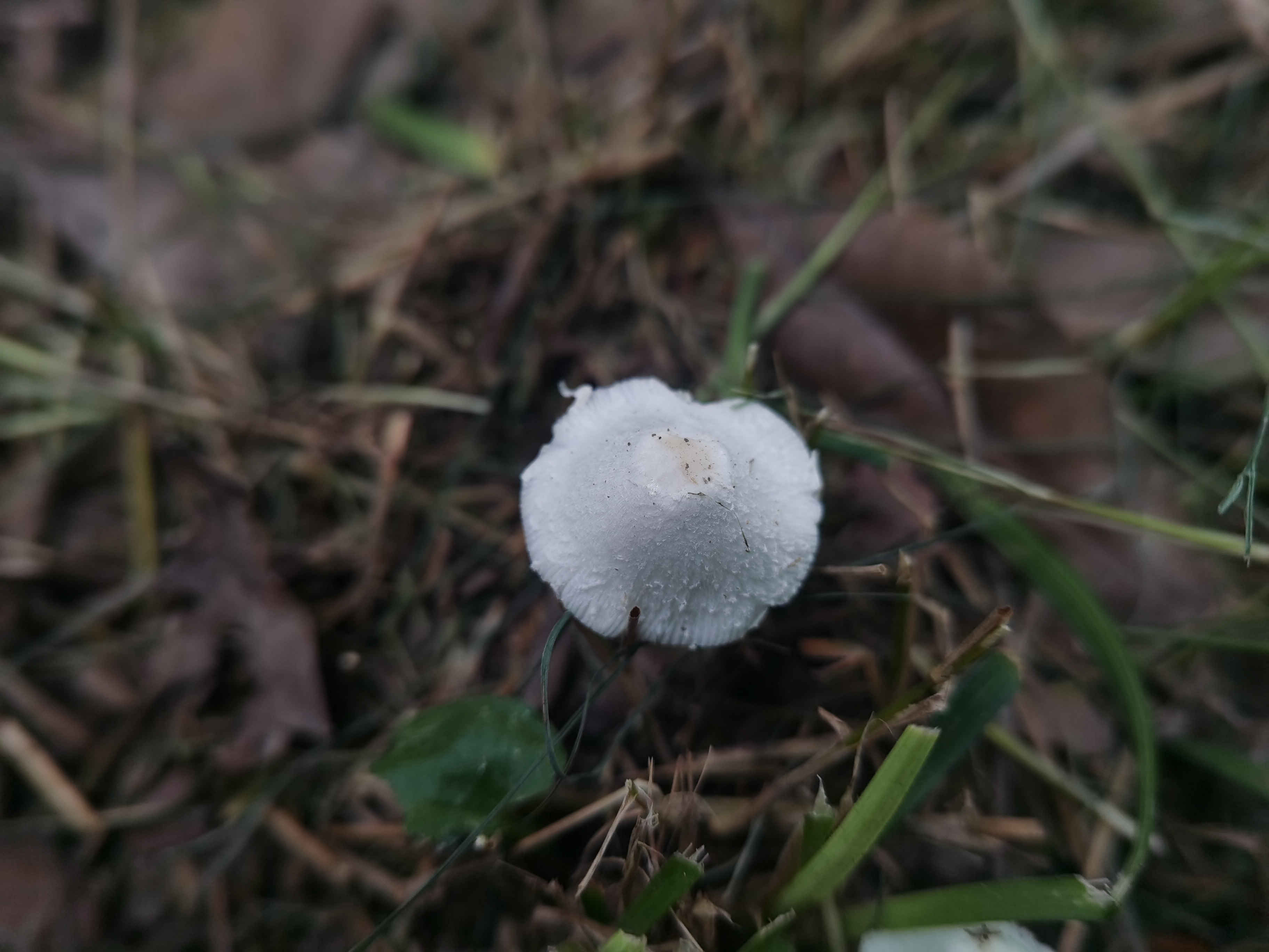 白鳞白环蘑