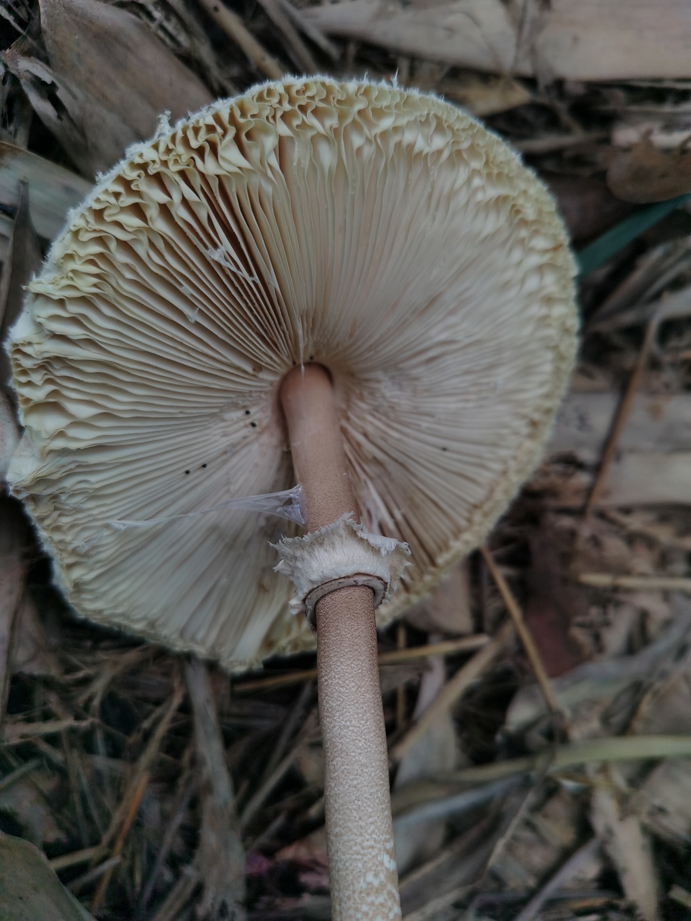 脱皮大环柄菇