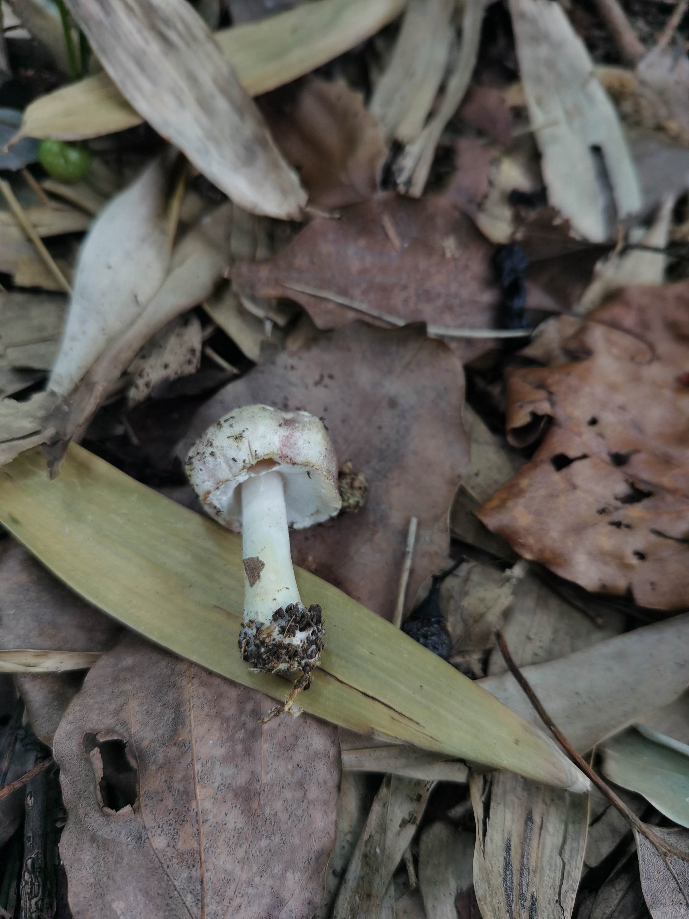 脱皮大环柄菇