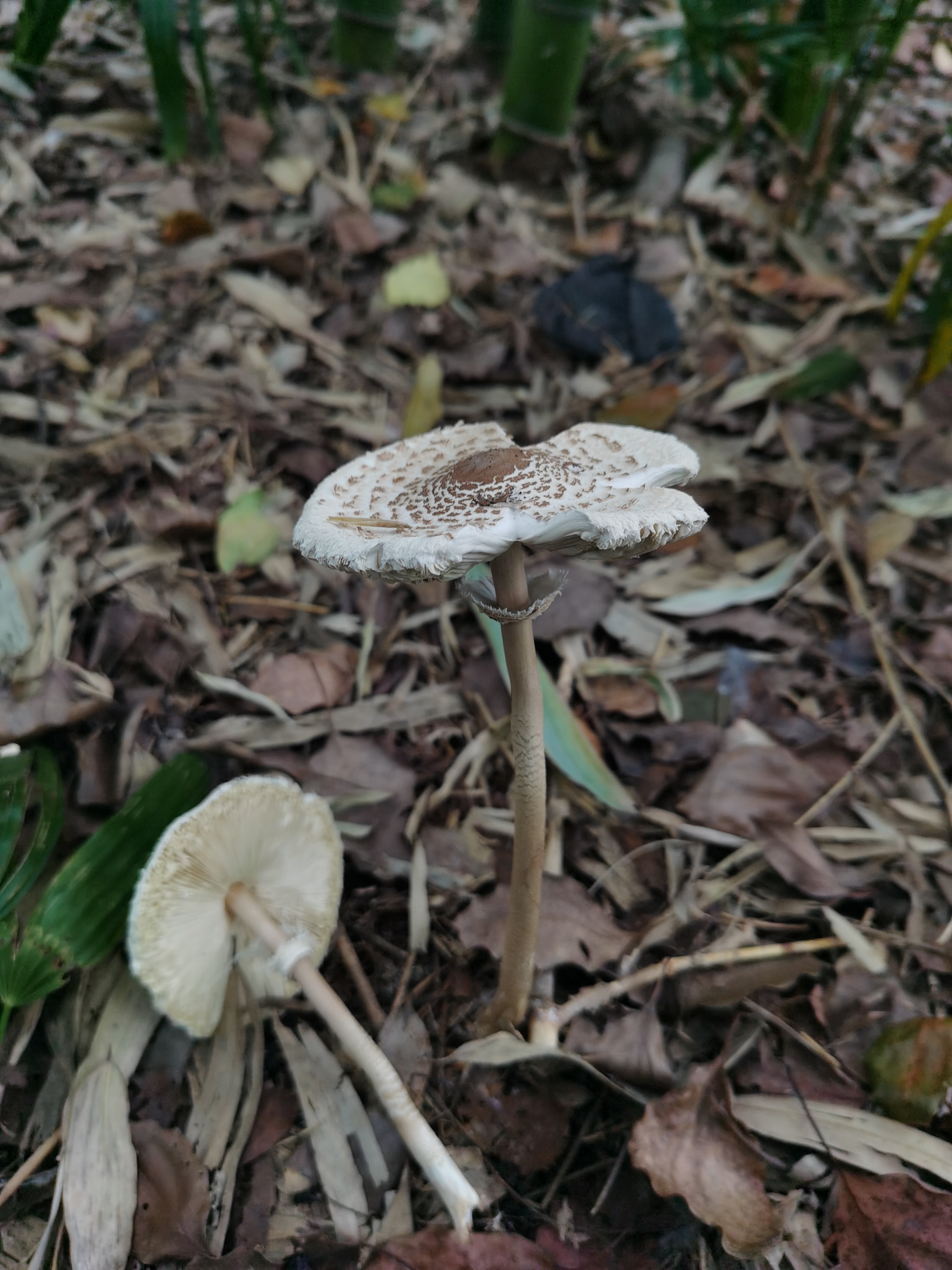 脱皮大环柄菇