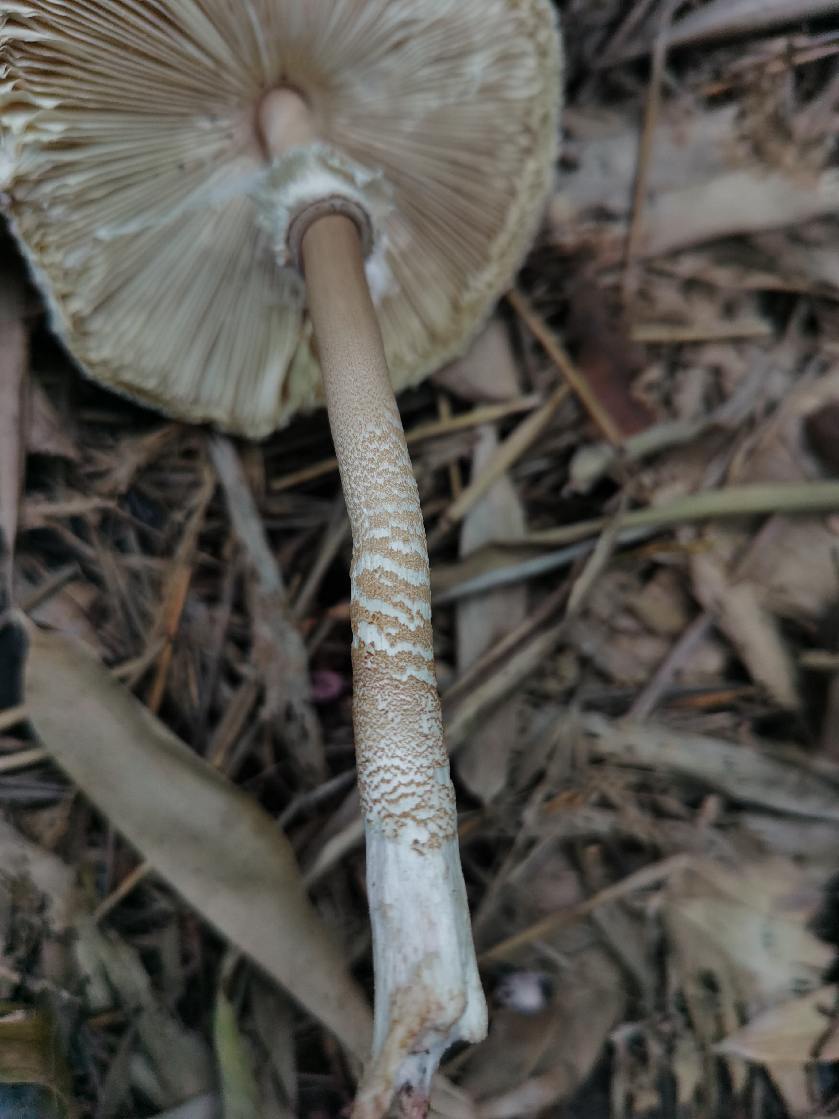 脱皮大环柄菇