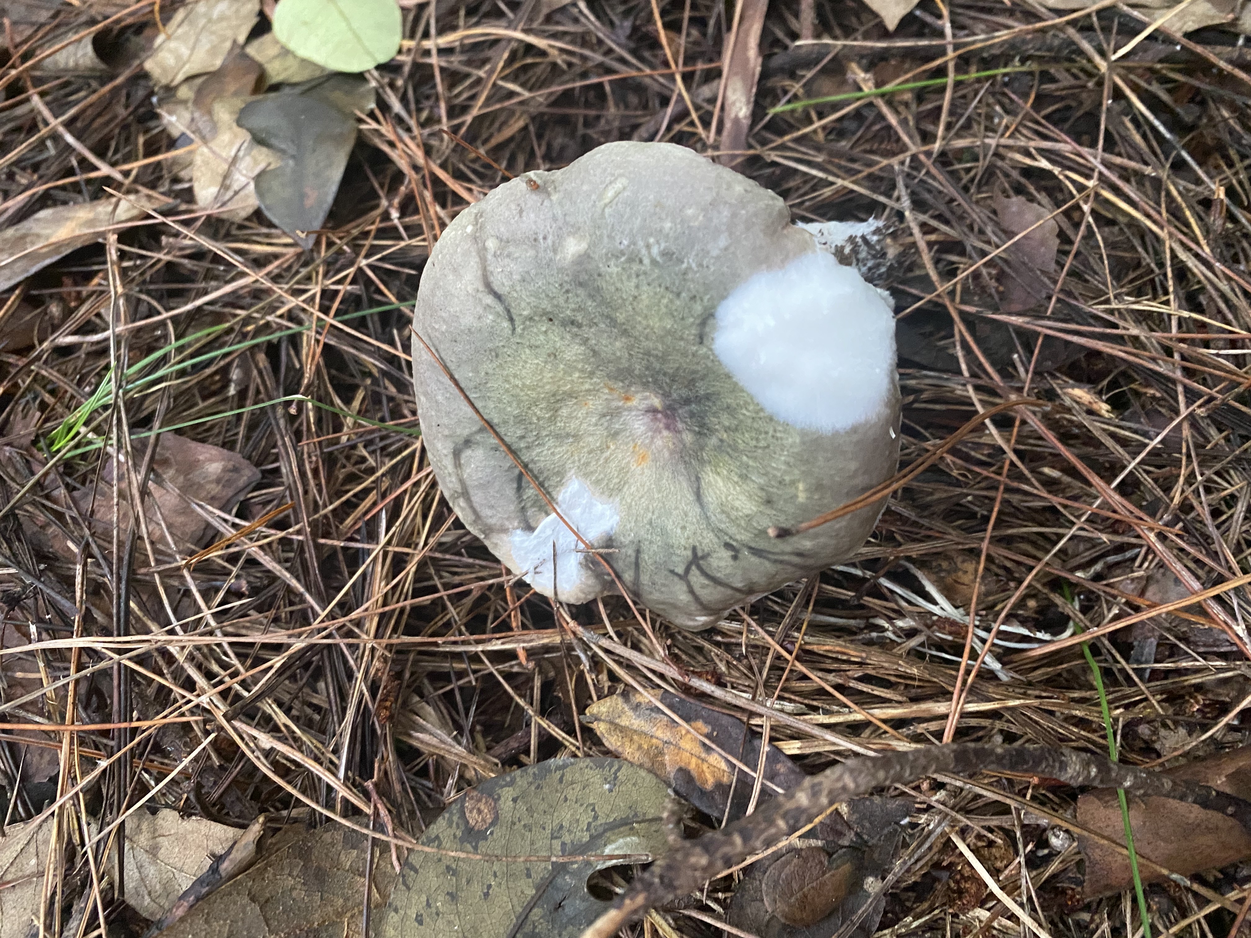 红菇属