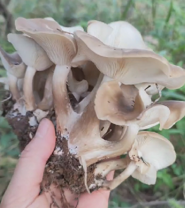 黑蘑菇