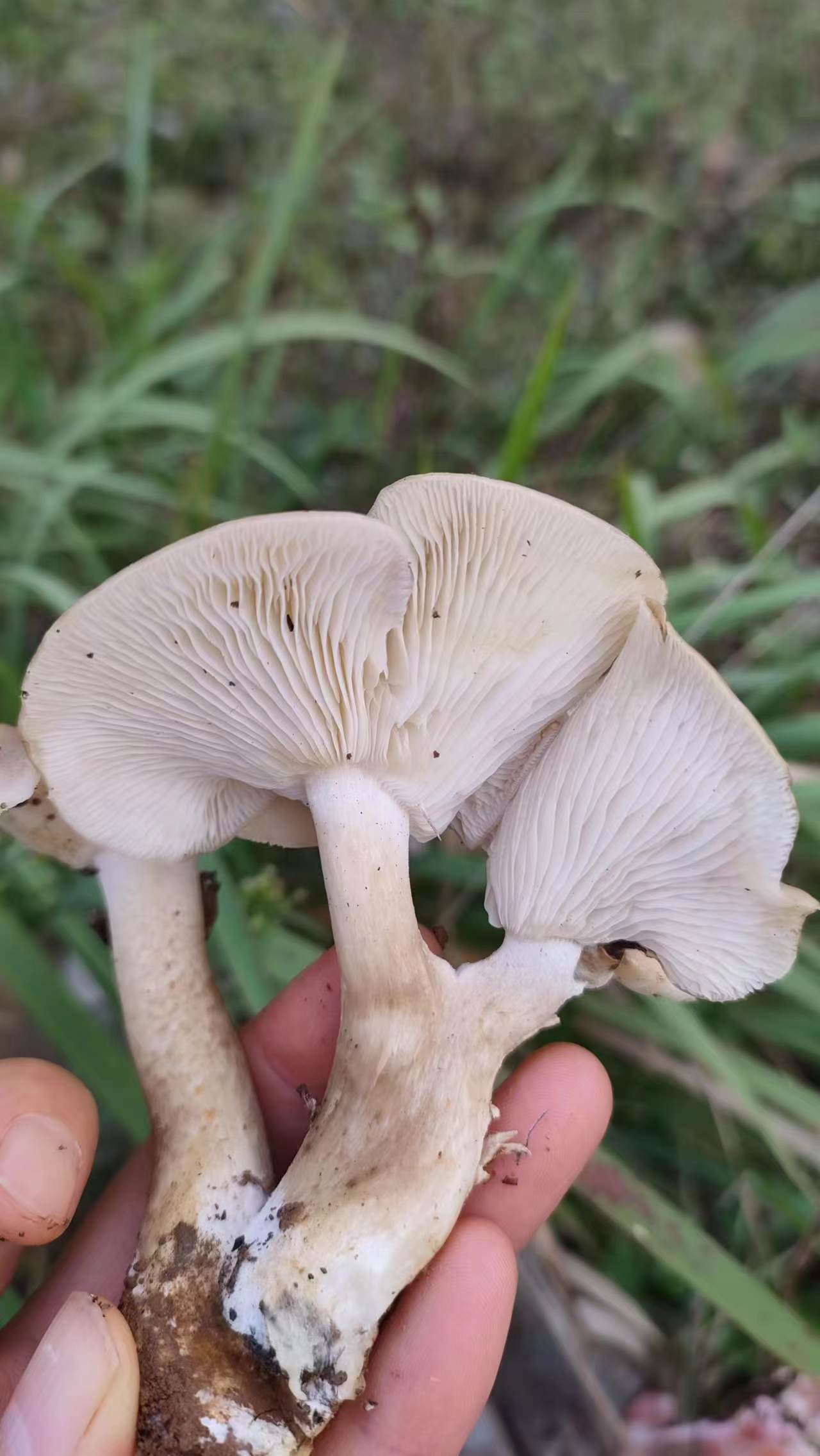 黑蘑菇