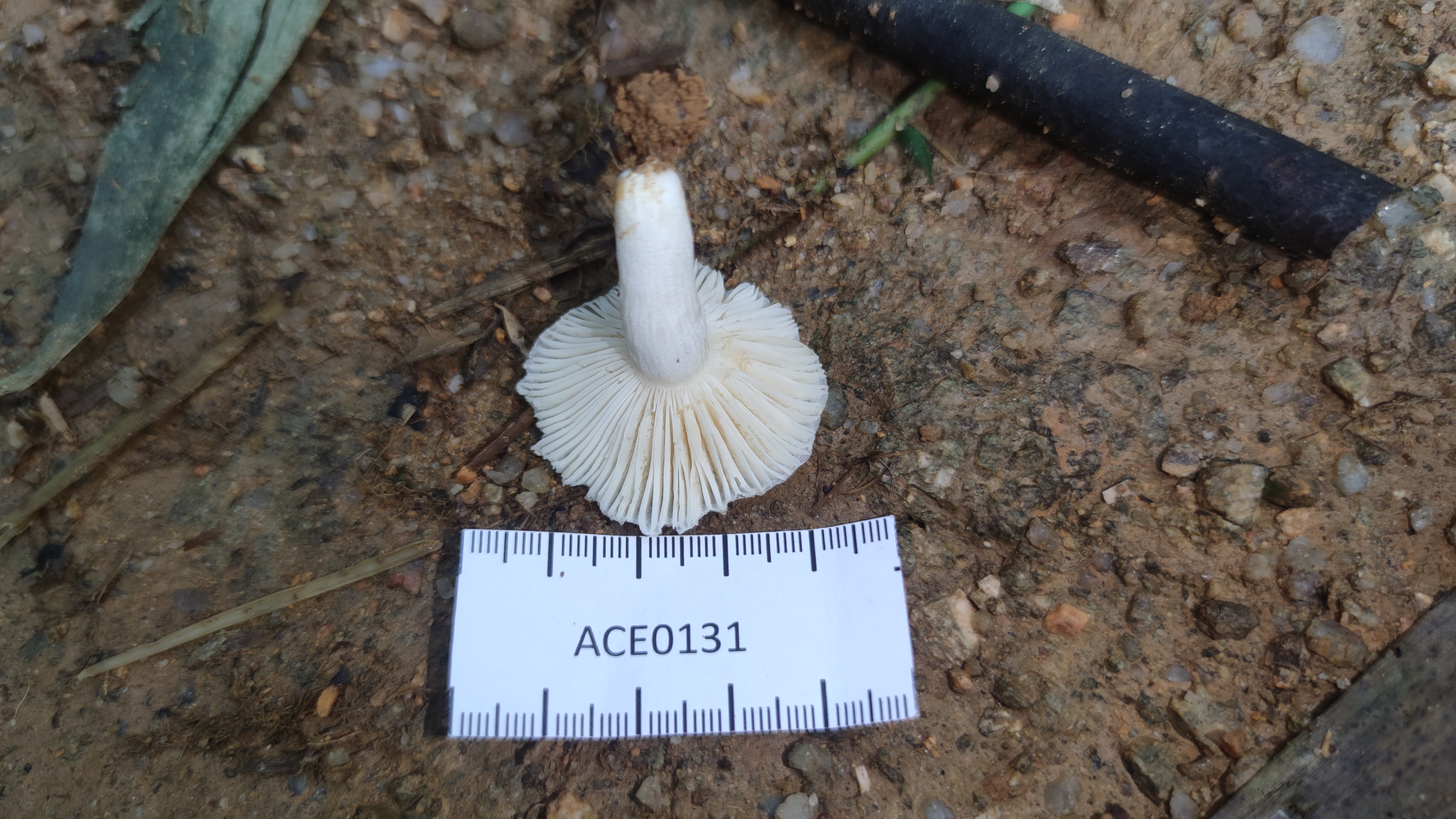 白灰红菇