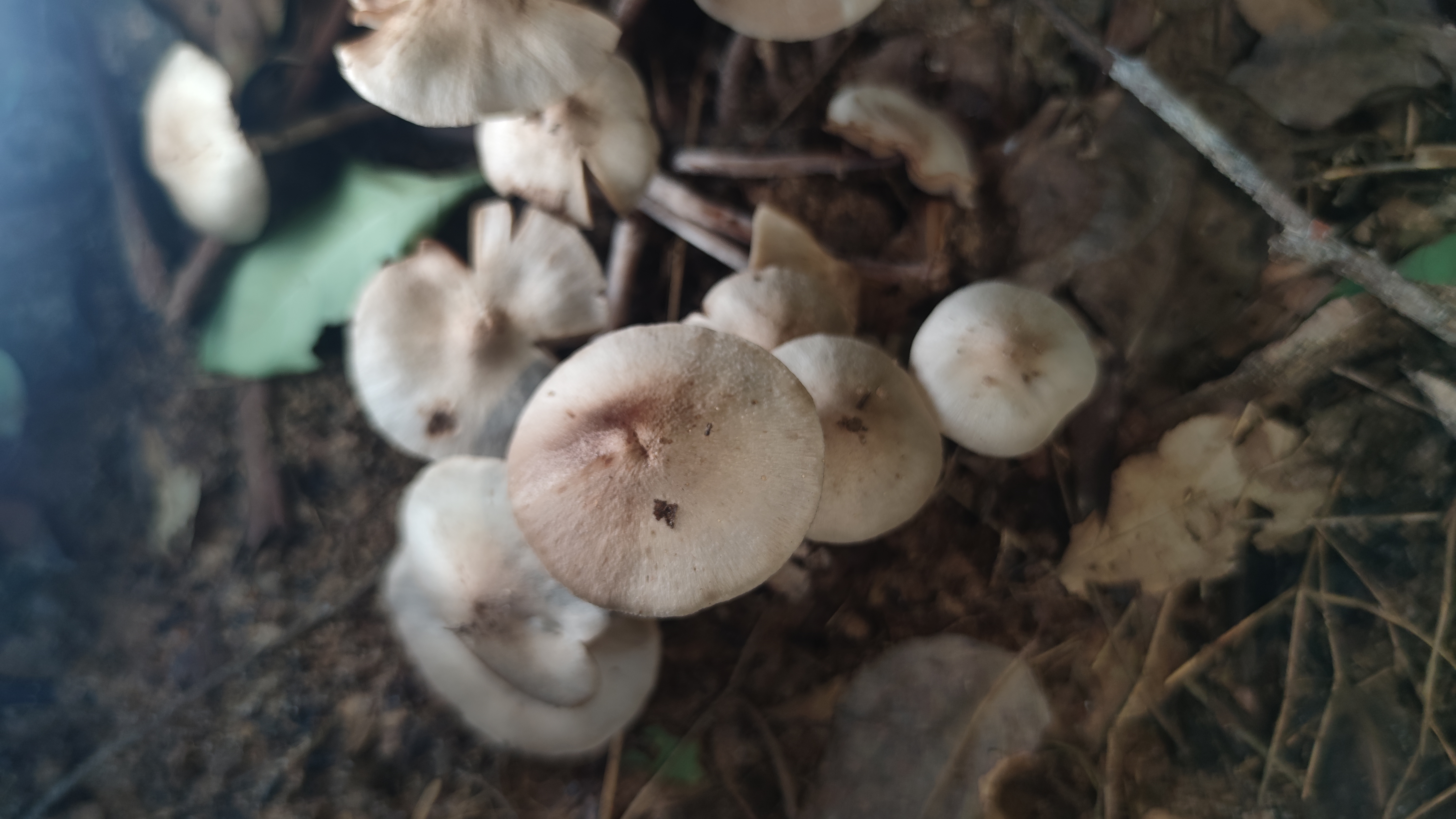 小蘑菇属物种