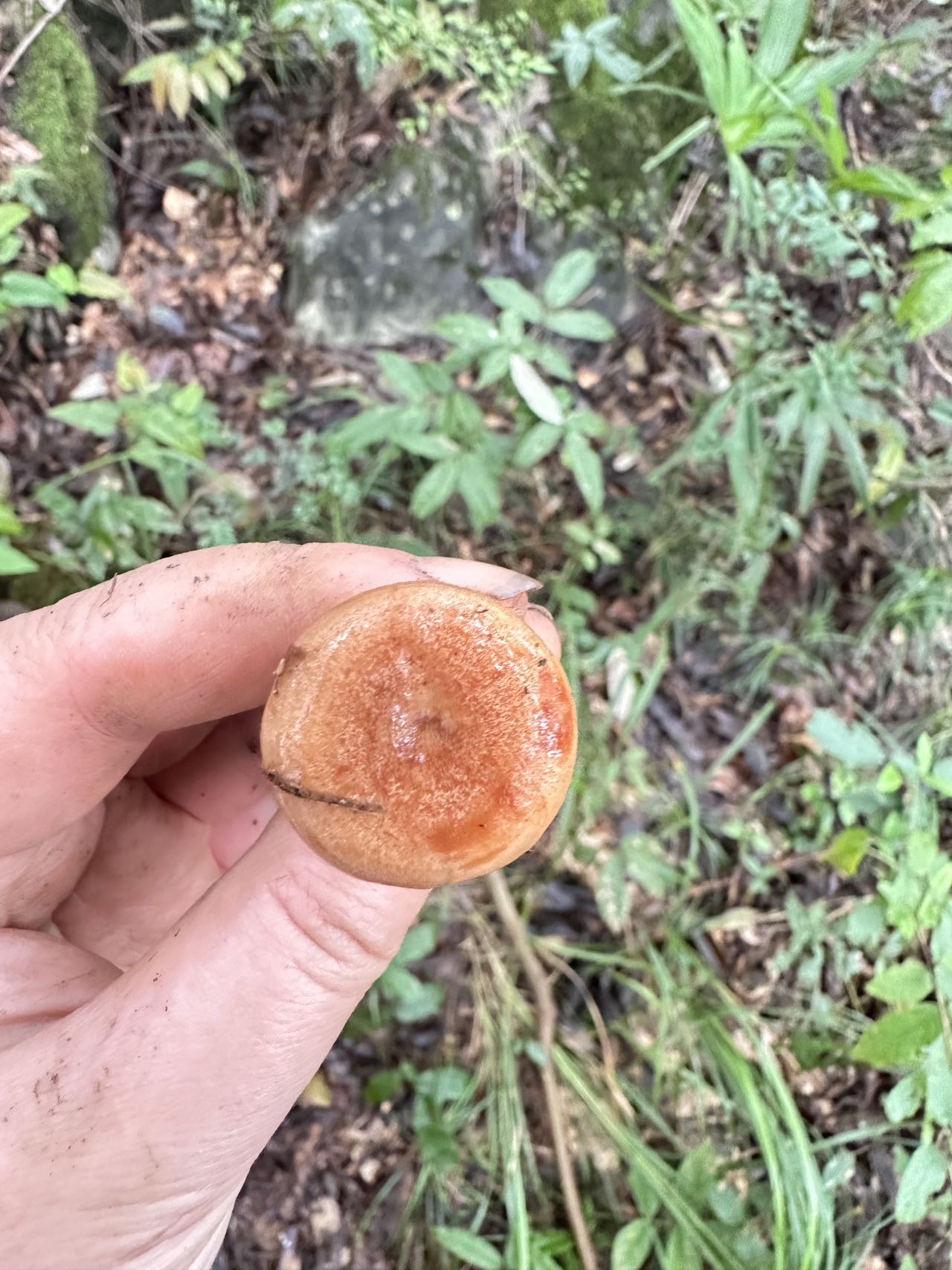 东方油味乳菇