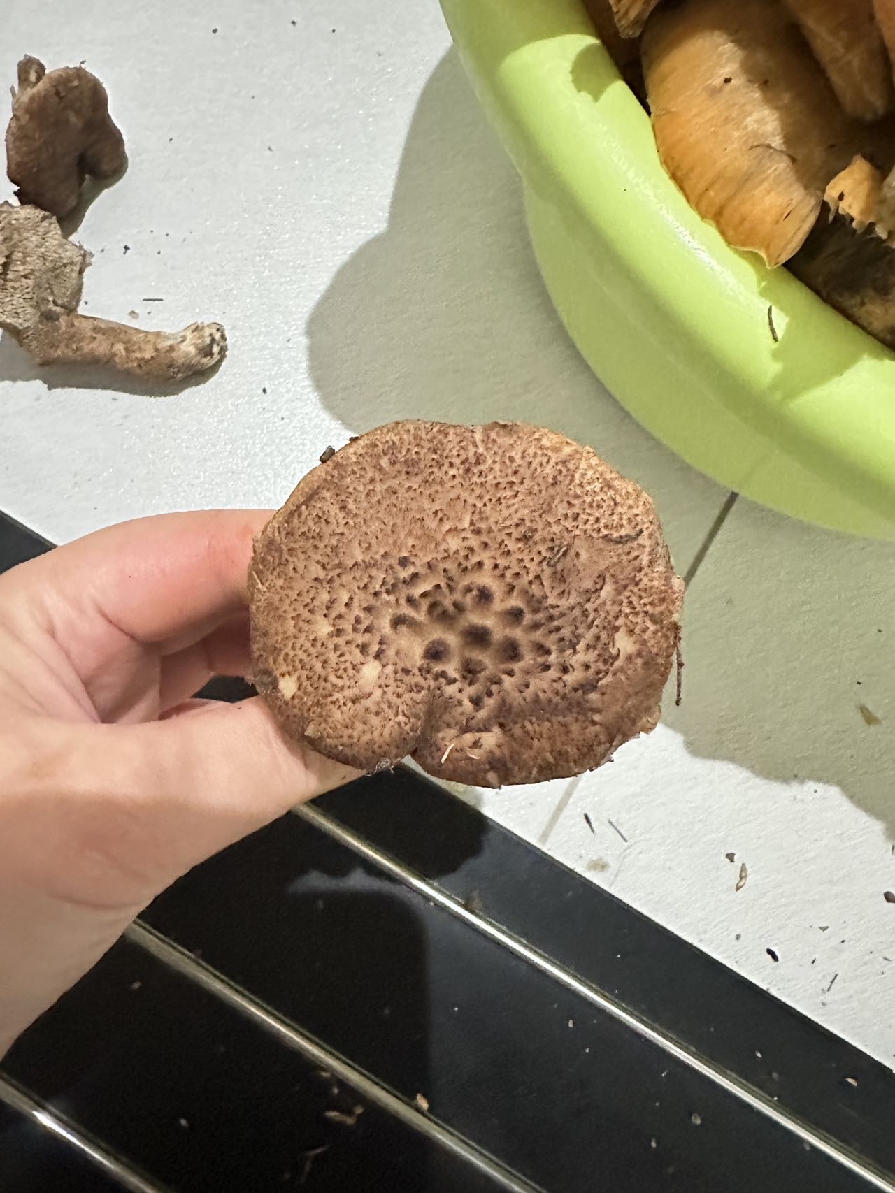 鳞肉齿菌