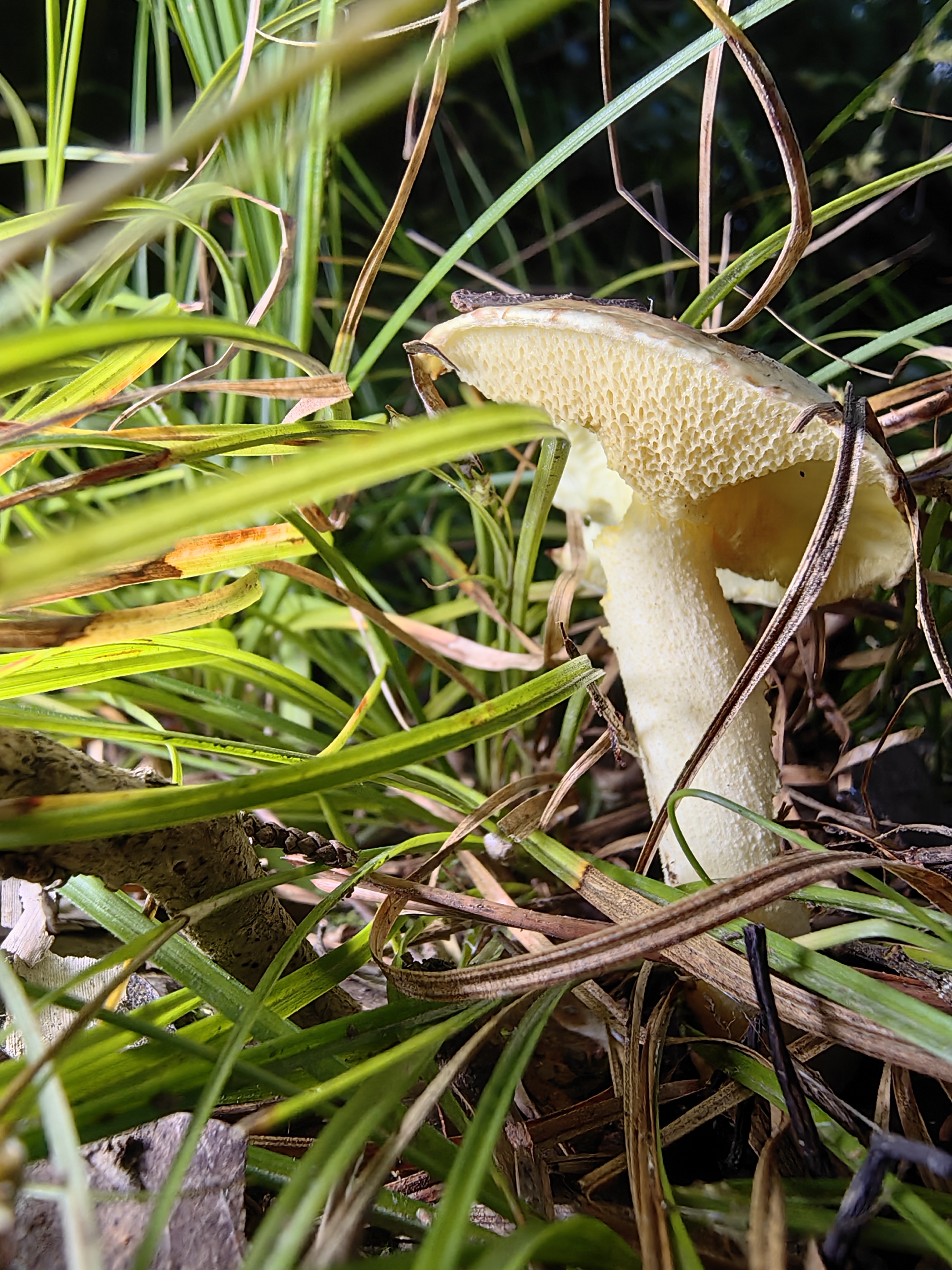 点柄乳牛肝菌
