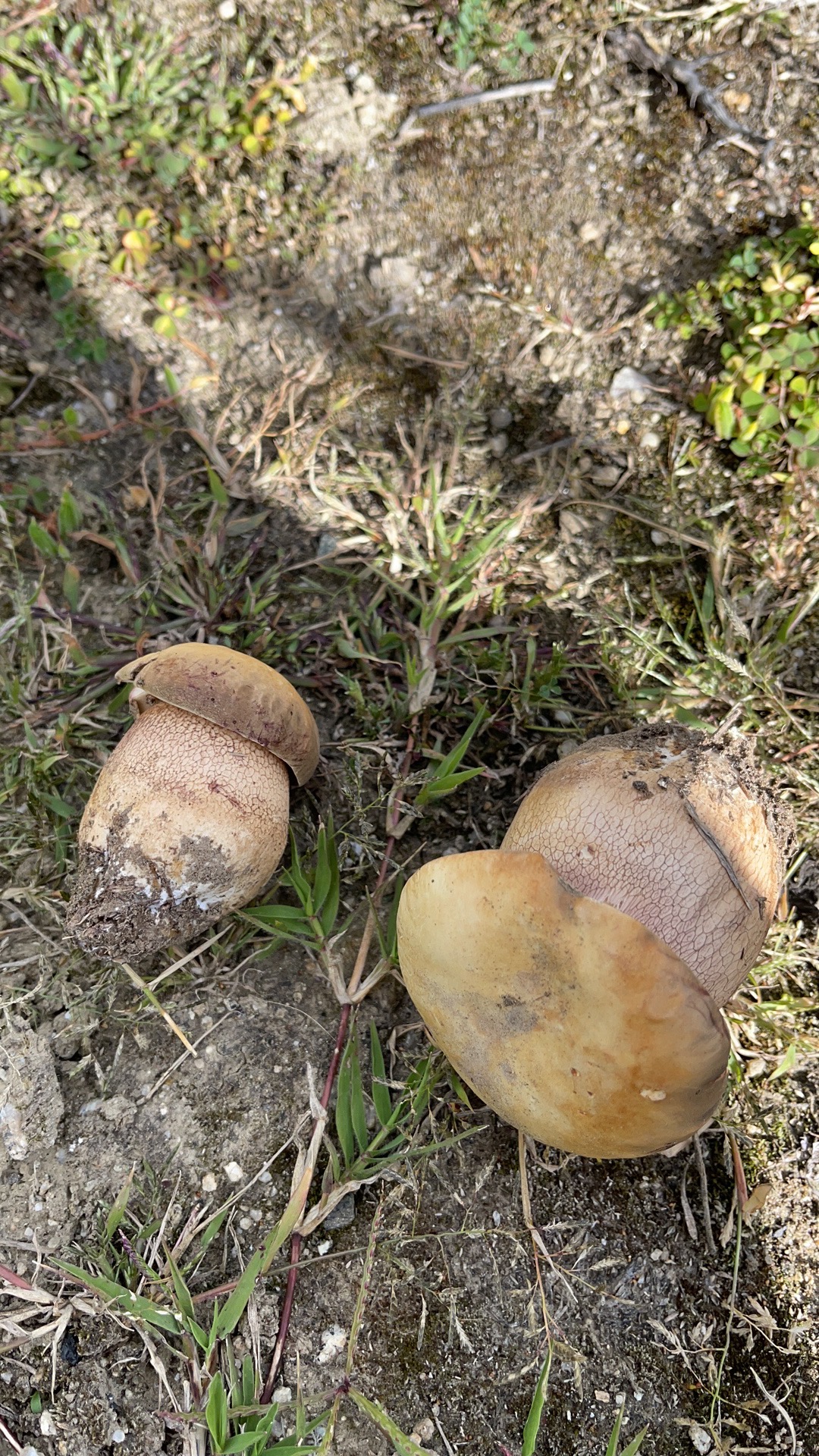 白牛肝菌，黏铆钉菇