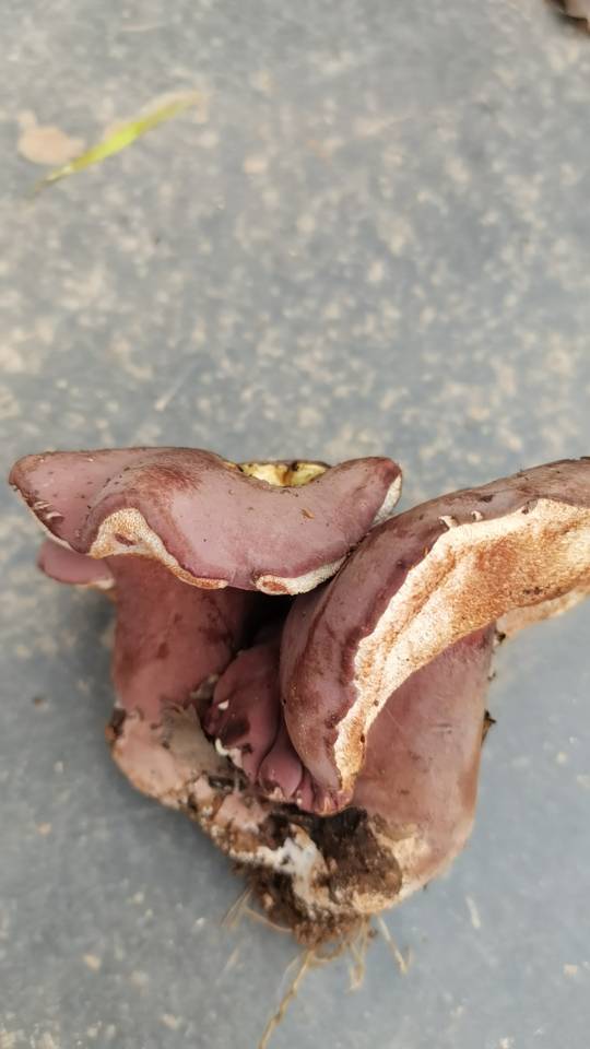 暗紫褐粉孢牛肝菌