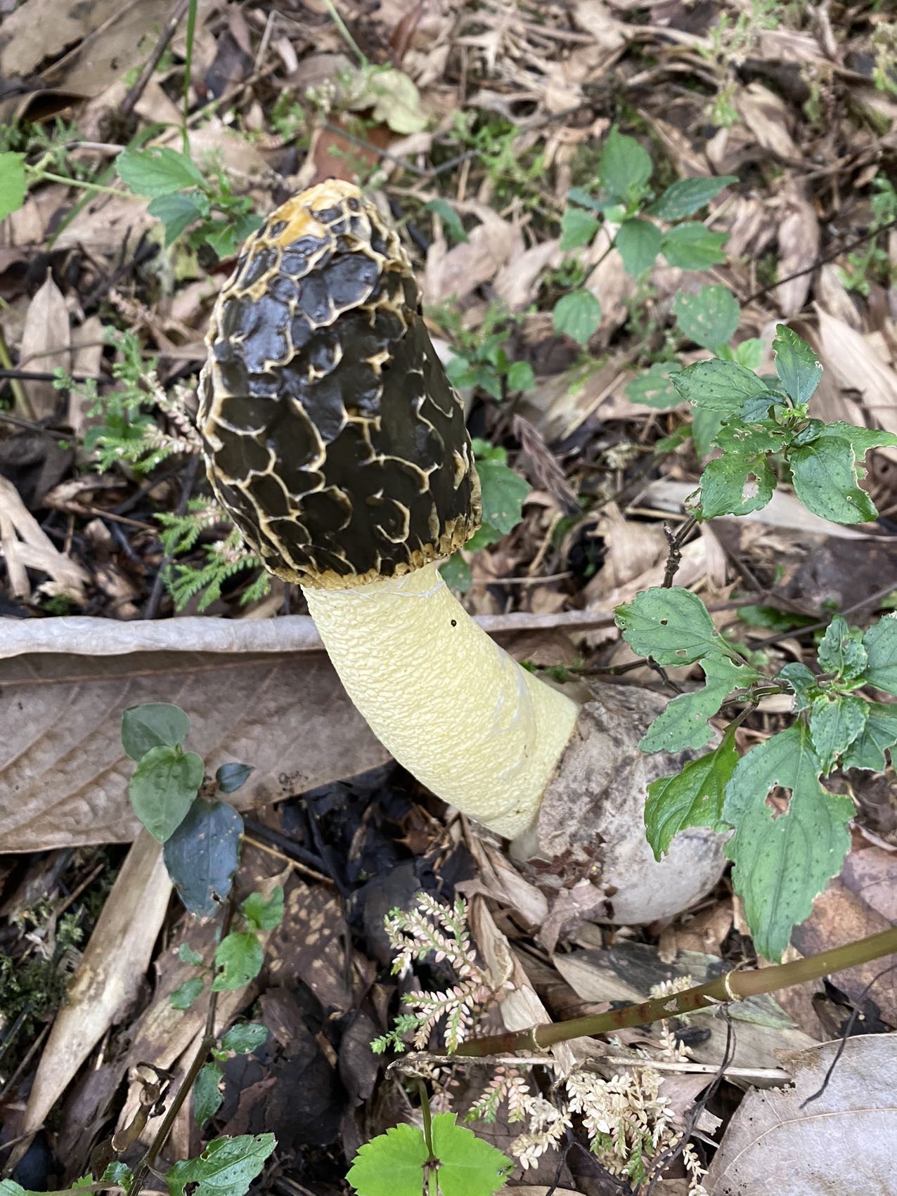 硫色鬼笔