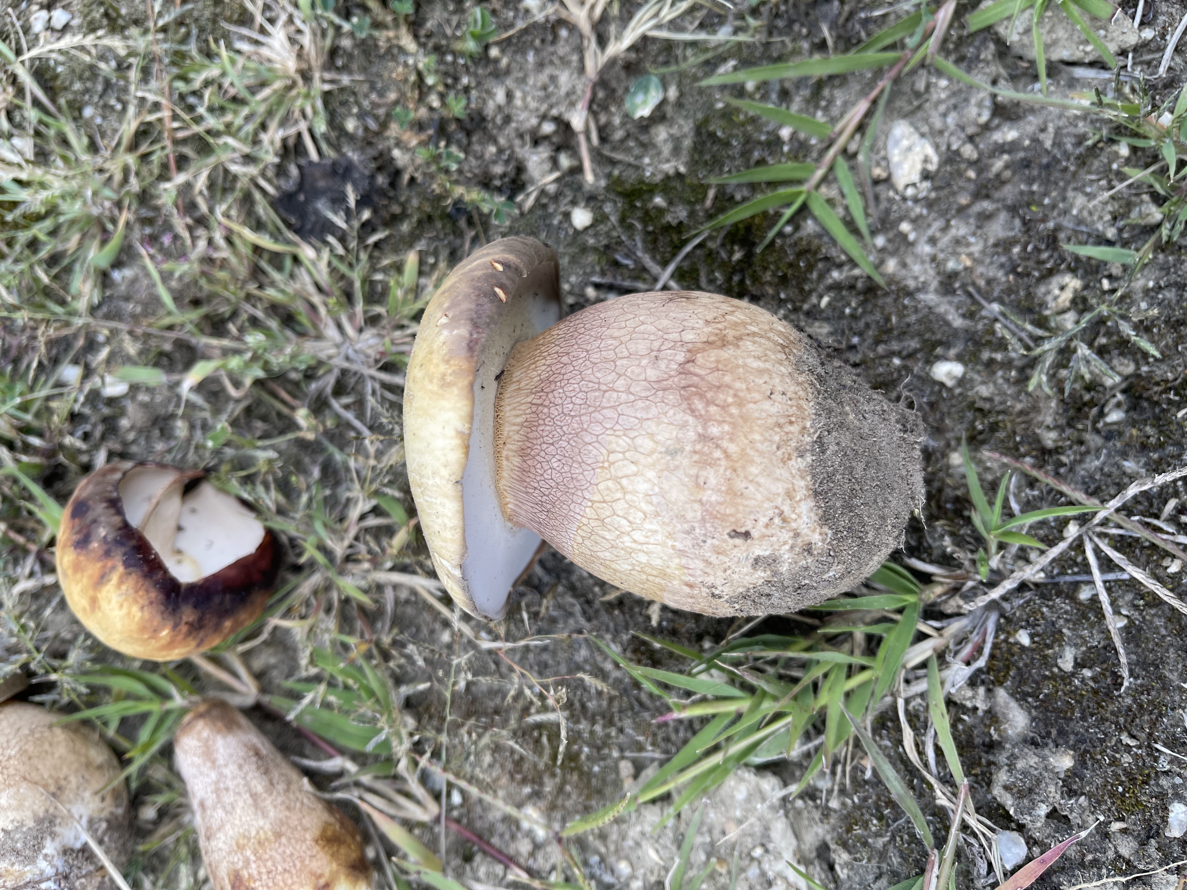 白牛肝菌，黏铆钉菇