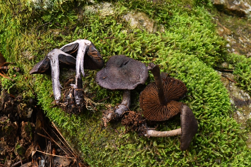 紫绒丝膜菌