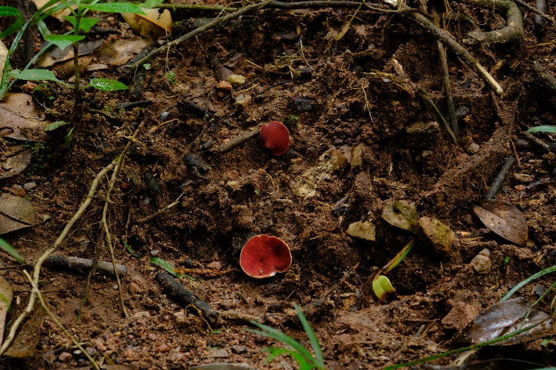 多地歪盘菌