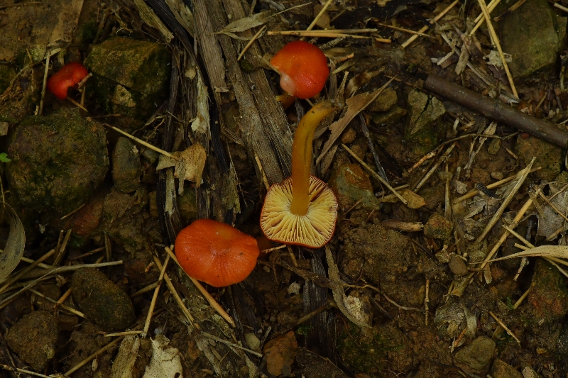 湿伞