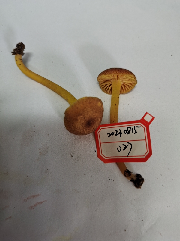 标本照片
