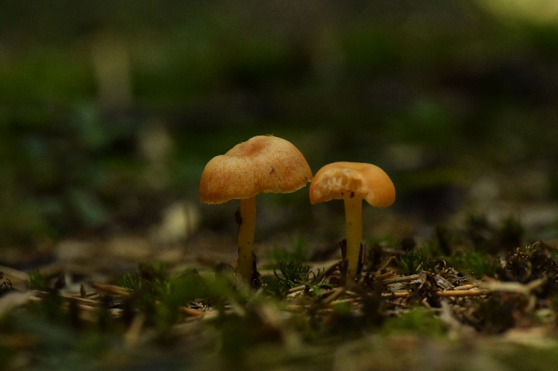雷迪湿伞