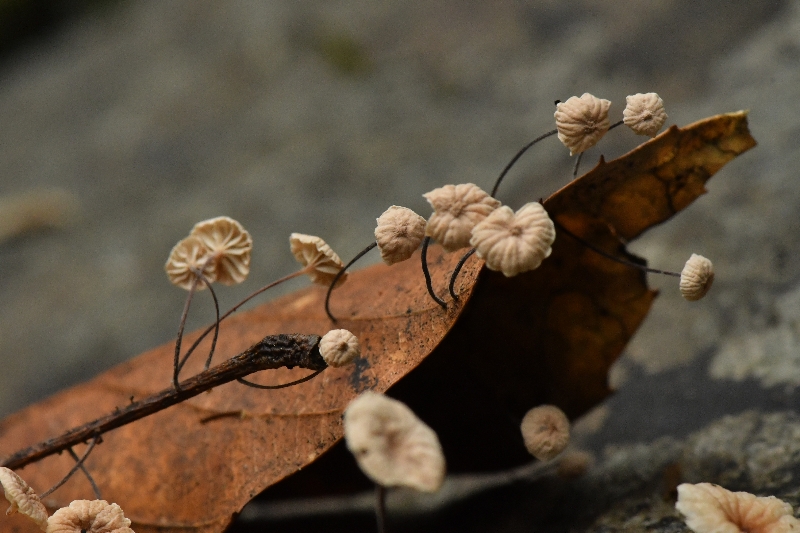 光囊拟小皮伞近缘种