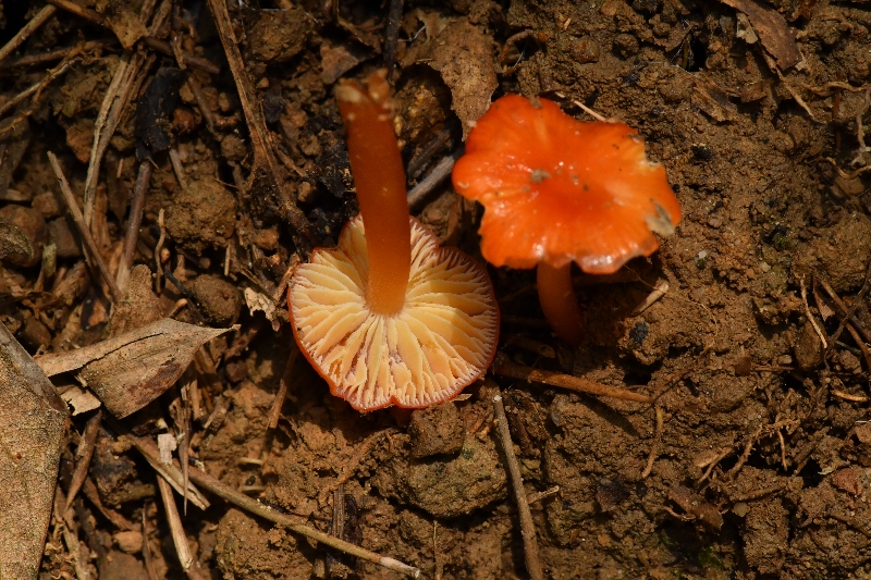 雷迪湿伞