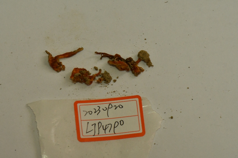 湿伞