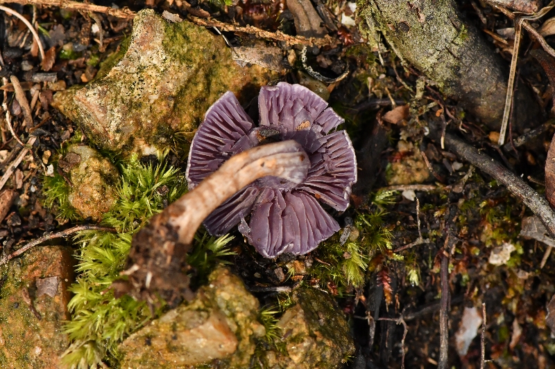 丝膜菌