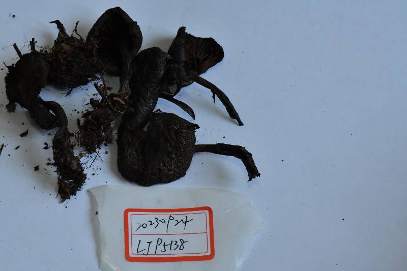 紫绒丝膜菌