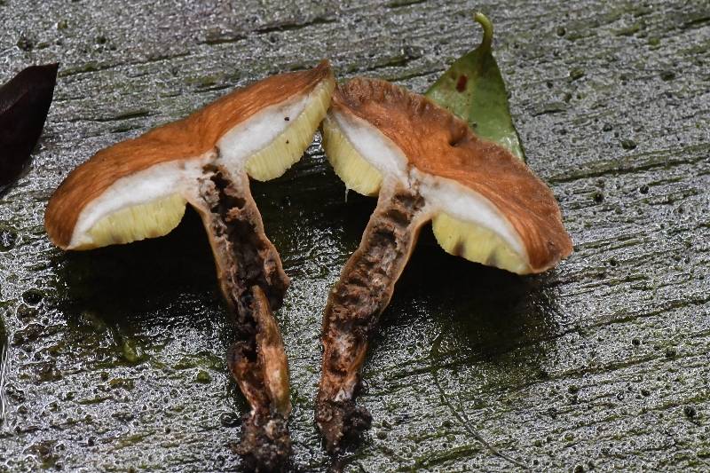 长囊圆孔牛肝菌