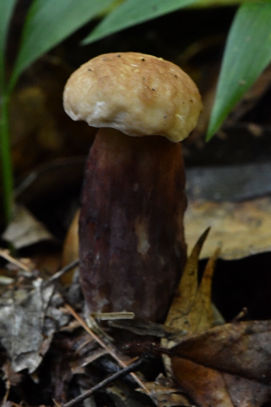 栗紫牛肝菌
