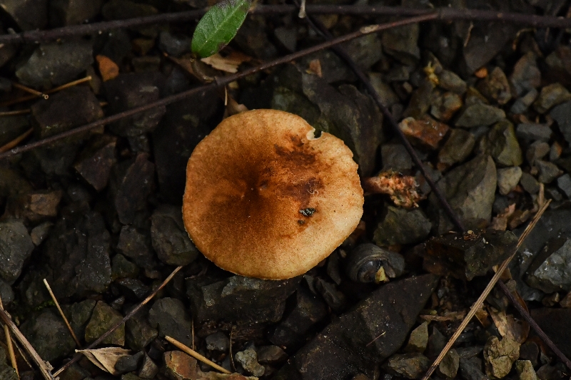 印度圆孔牛肝菌